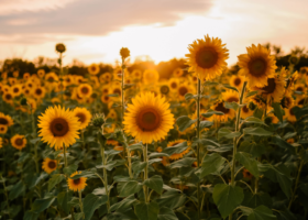 Tanzania’s-Sunflower-Sector-is-paving-the-way-for-future-industrialization-and-sustainable-growth-1024x652