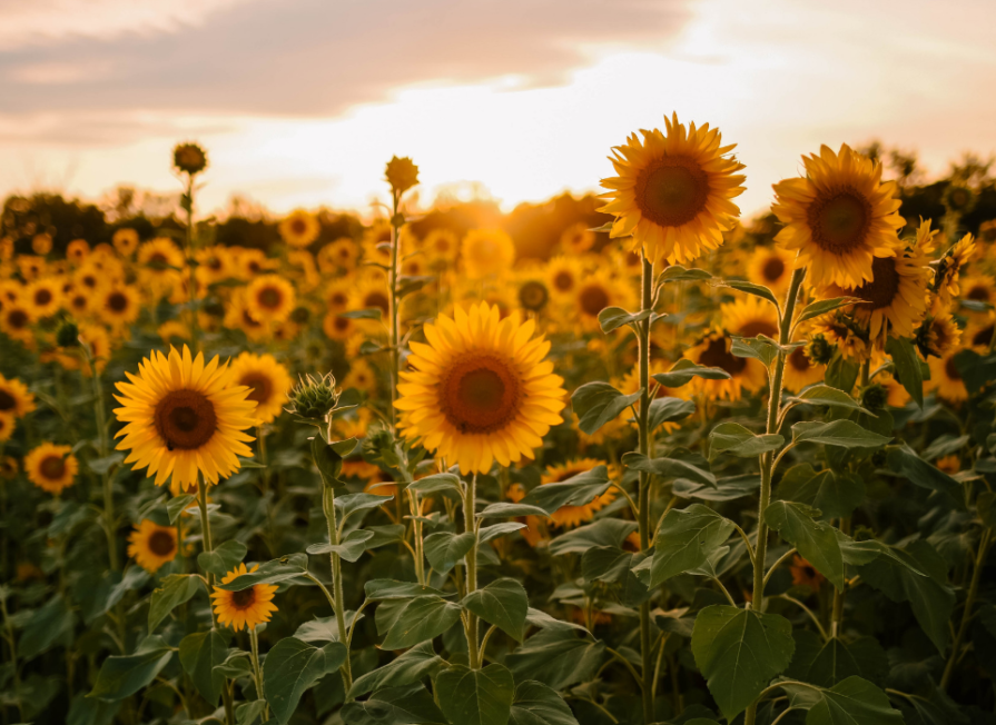 Tanzania’s-Sunflower-Sector-is-paving-the-way-for-future-industrialization-and-sustainable-growth-1024x652